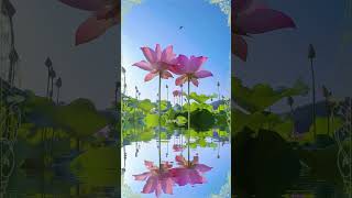 Dont Kill The World      Boney M