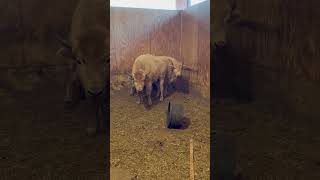 IMG 0667