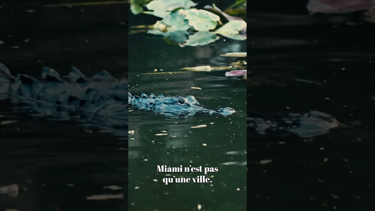 The Silence of the Swamp - Miami