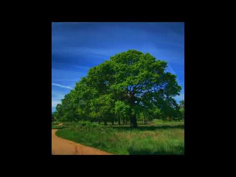 弾いてみた　JOY　YUKI