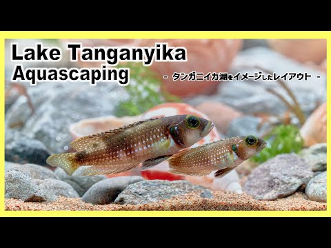 Tanganyika Aquarium African Cichlid Tank | Aquascape Tutorial
