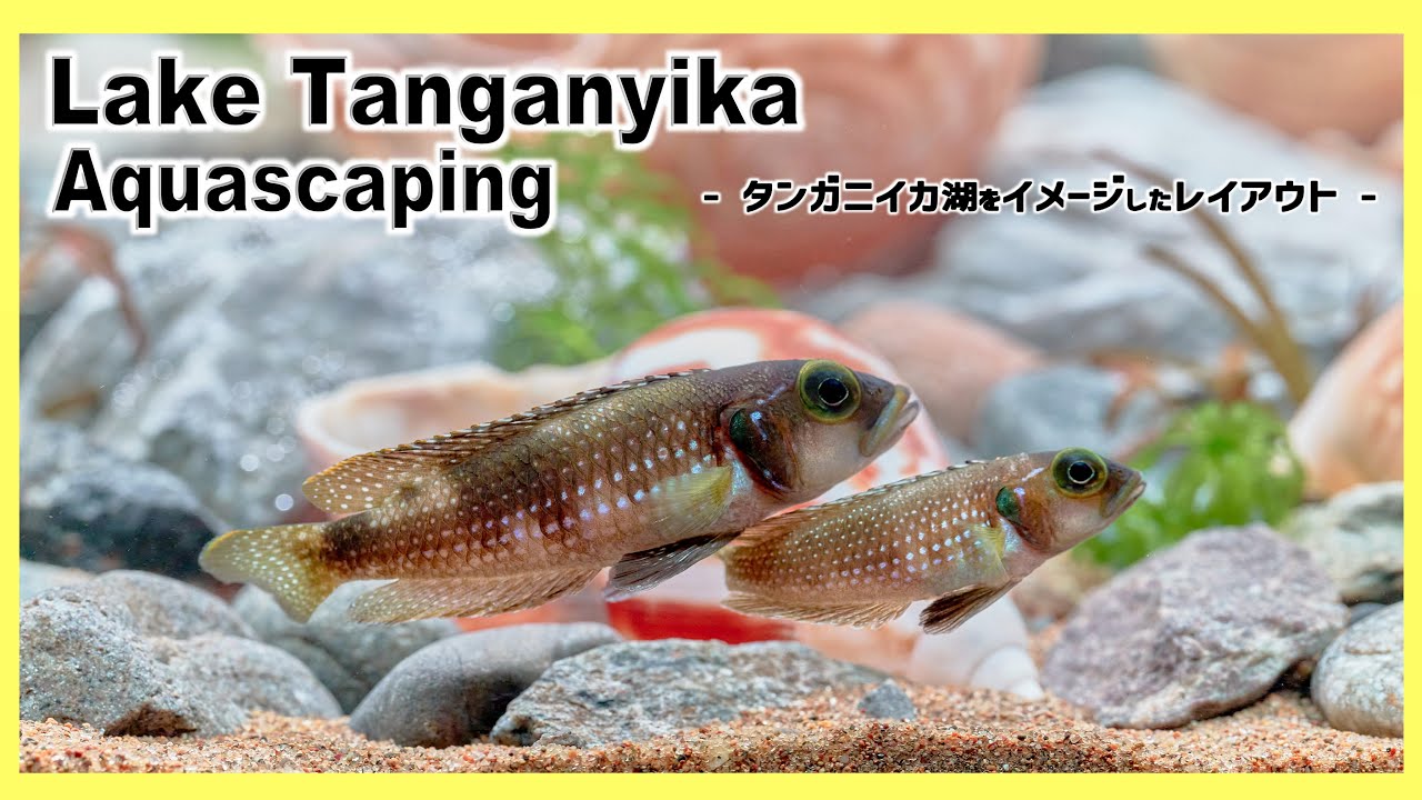 Tanganyika Aquarium African Cichlid Tank | Aquascape Tutorial