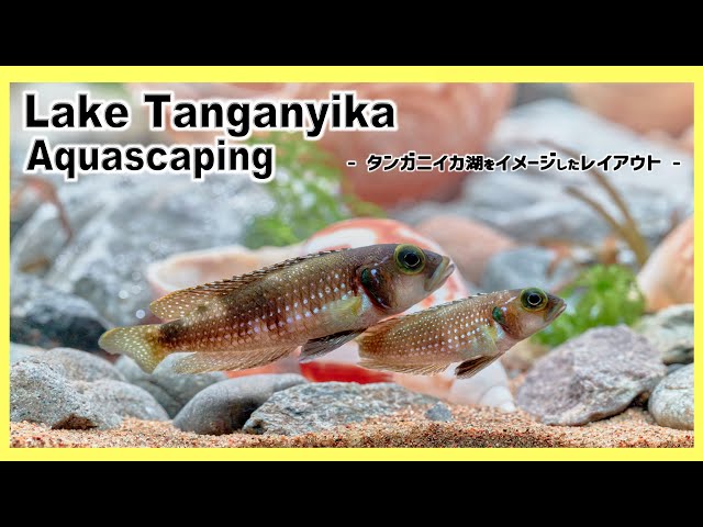 Tanganyika Aquarium African Cichlid Tank | Aquascape Tutorial
