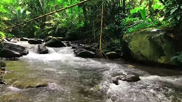 Nature Sounds 🌿 Relaxing River Sounds, Beautiful Forest Sound, Peaceful Mountain Stream, Natural