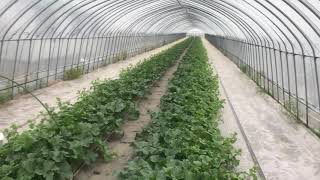 北海道  富良野メロン農家  お中元ギフト用栽培中継