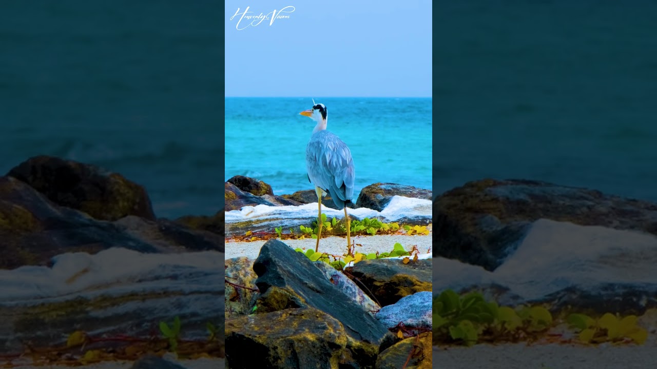 Grey Heron | Grey Heron Walking In The Maldives