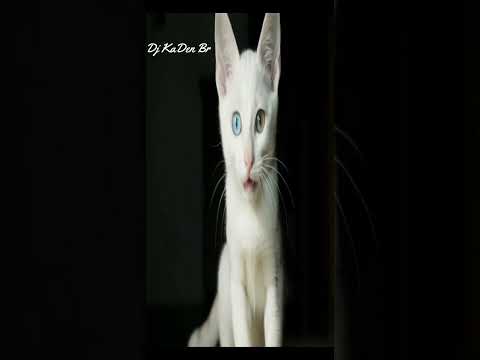 O gato da raça Khao Manee tem raízes muito antigas.