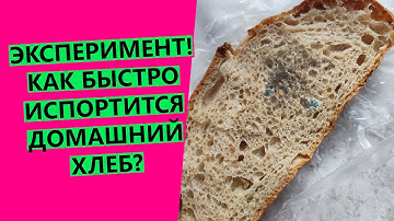 Сколько🍞 хранится домашний хлеб? НАГЛЯДНЫЙ ЭКСПЕРИМЕНТ! {выращиваю плесень на домашнем хлебе😂😂}