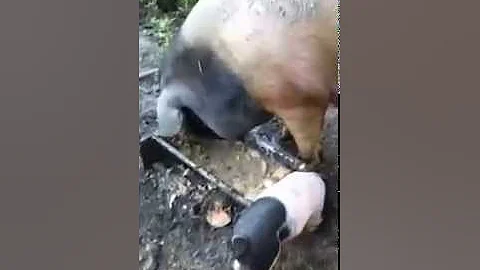 Pig breakfast lunch & supper