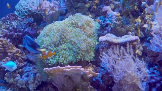 Coral Color