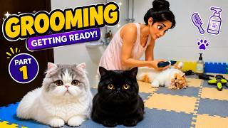 Persian Cat Grooming: The Funniest Haircut Ever! (Part 1)