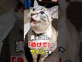 見逃さないで!限界ギリギリの猫が助けを求めている8つの行動 #猫雑学 #ねこたんの解説 #ねこ