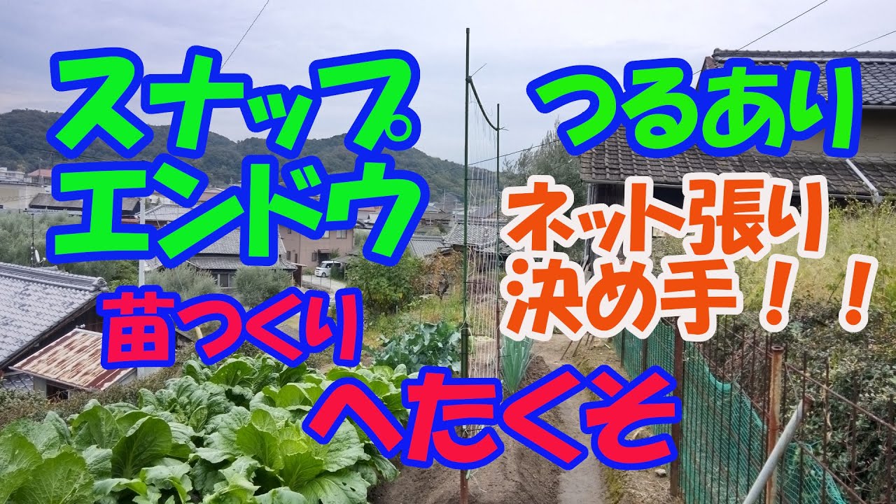 【のんちゃんファーム】スナップエンドウつるあり、強風を乗り切るネットの張り方がポイント