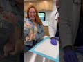 #comedyshorts #funny #pets #petshorts #dog #viral
