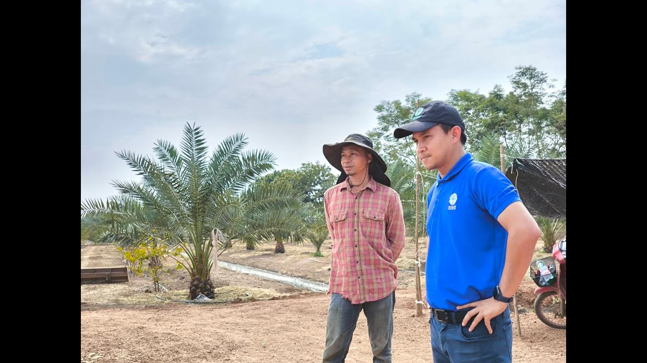 PEACH PALM_CHANNEL พีชปาล์มที่เยอะที่สุด หนองไผ่ เพชรบูรณ์