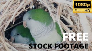 Beautifull Parrots In House II Free Stock Videos II Hd Videos screenshot 5