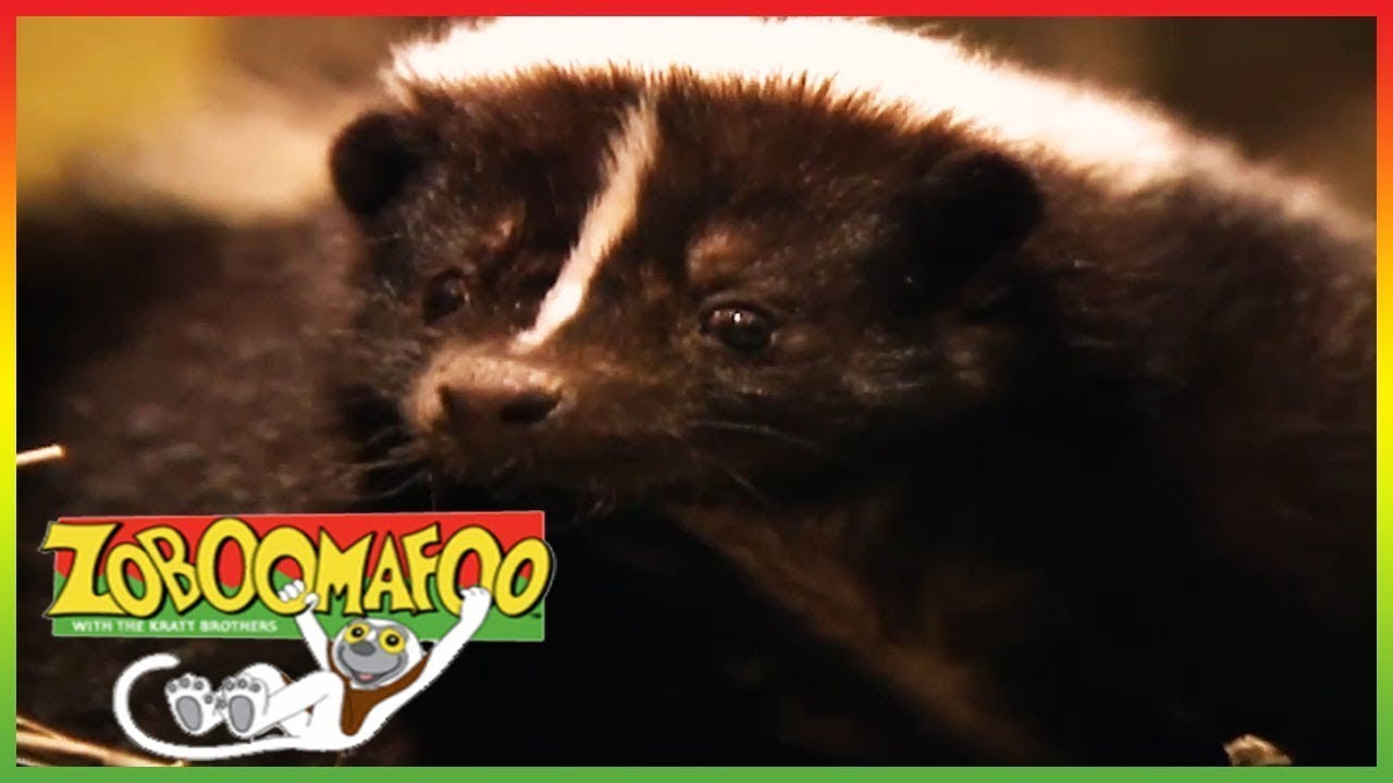 zoboomafoo meet stinky full episode animal shows for kids tv