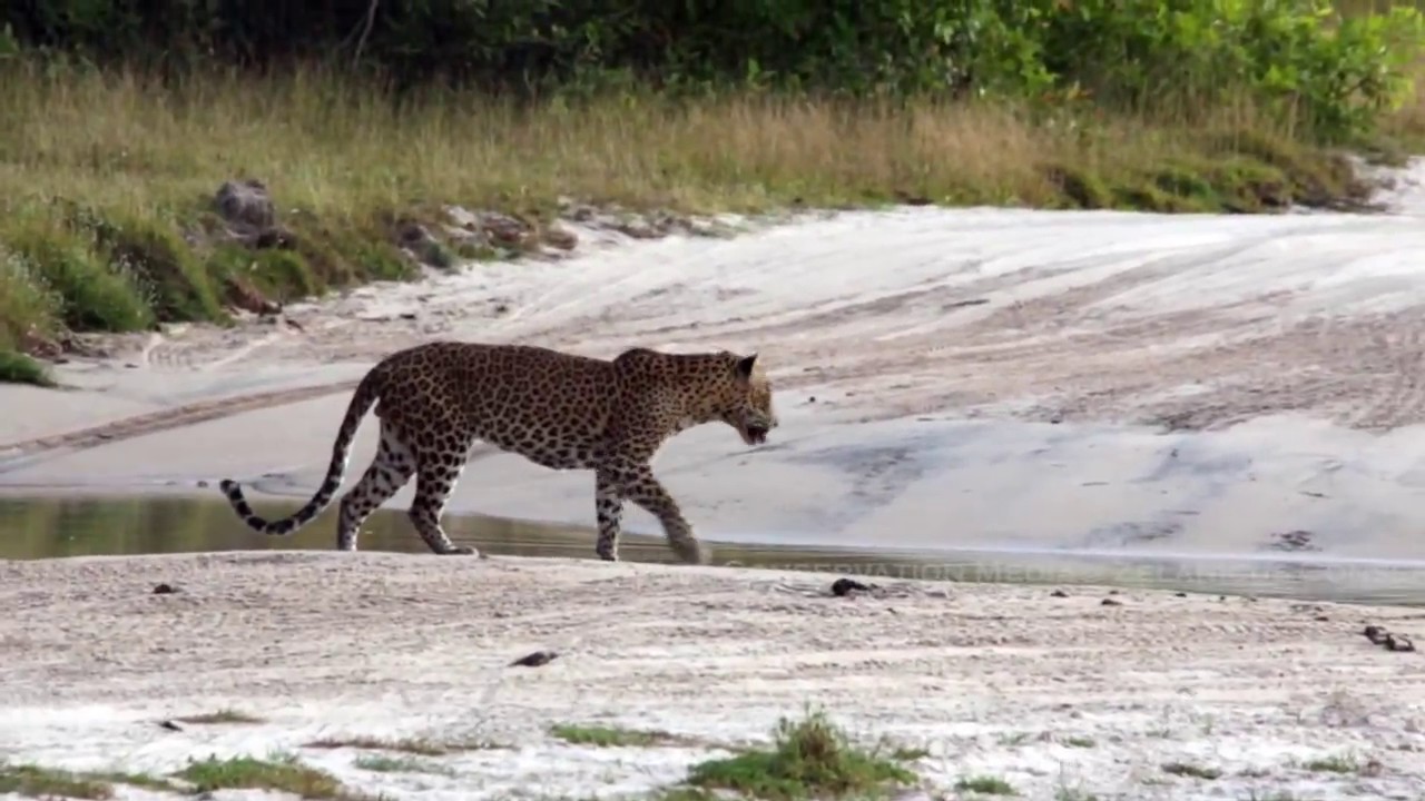 Apatai me mihithale - Bathiya and Santhush , A tribute to biological heritage of Sri Lanka