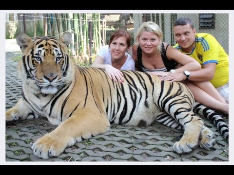 Wideo: Tygrysy Ze świątyni Tygrysa W Tajlandii Umierają