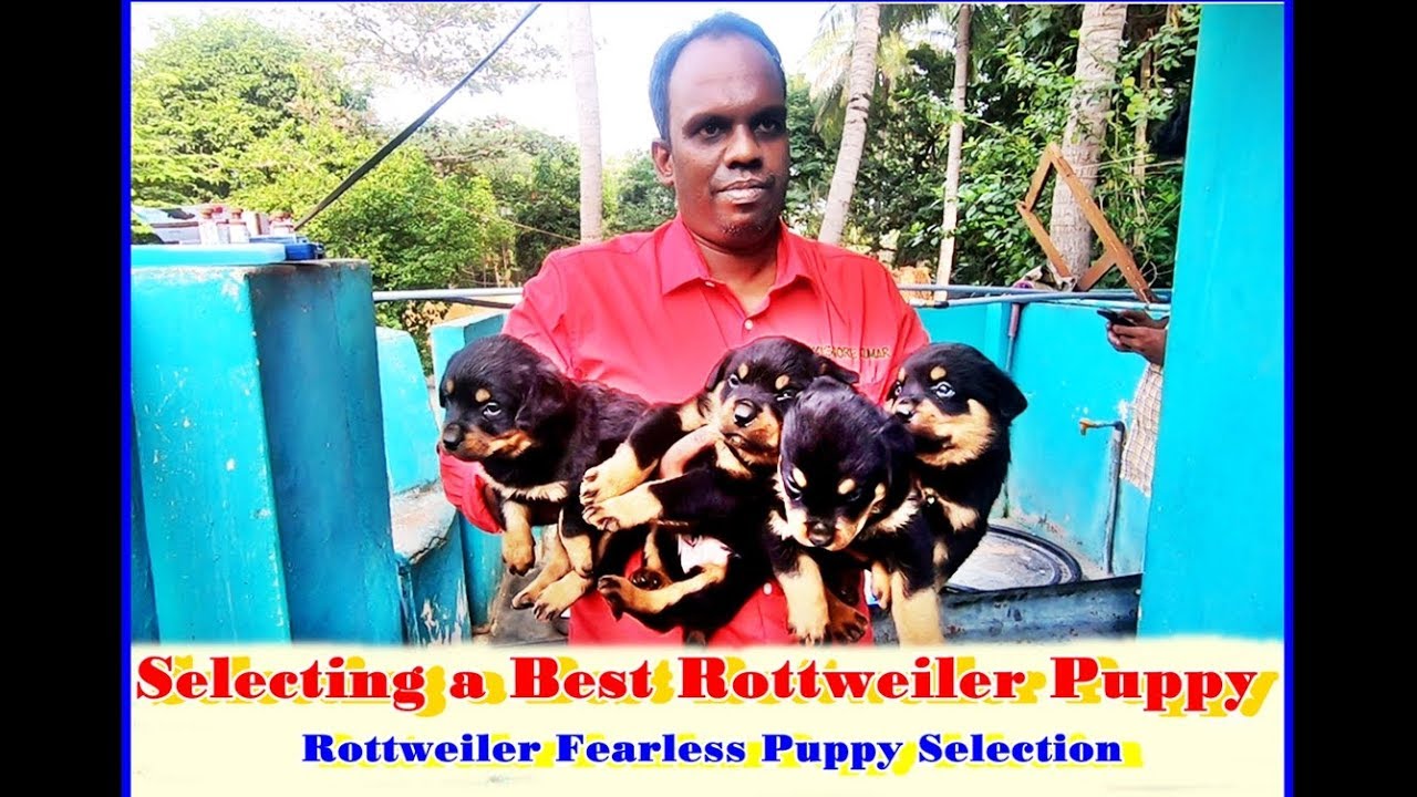 how to choose a rottweiler breeder