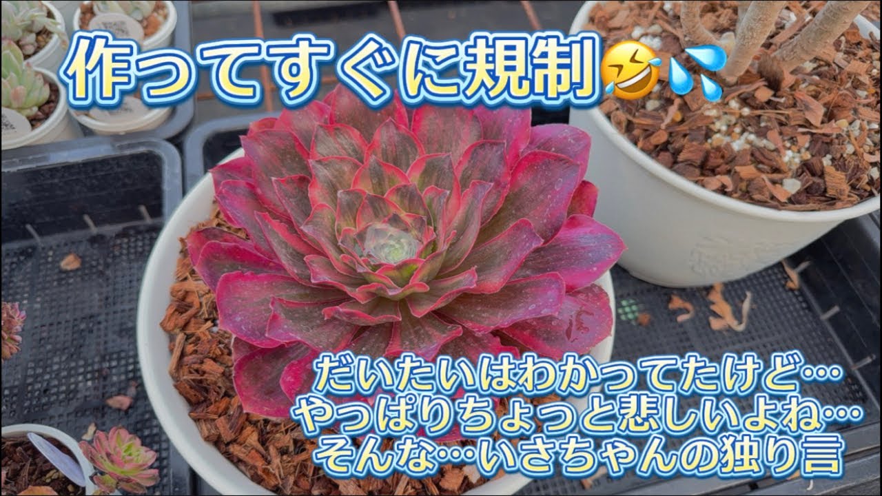 【利用制限】だって…😭💦でも…わかっちゃいるけどやめられない🤣✨【いさちゃんの独り言】