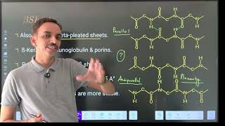 "Understanding Protein Folding: Structural Levels, Ramachandran Plots, and Chaperone Function"