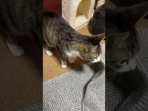 おはぎちゃんダッシュ - Cats move so fast - #Shorts