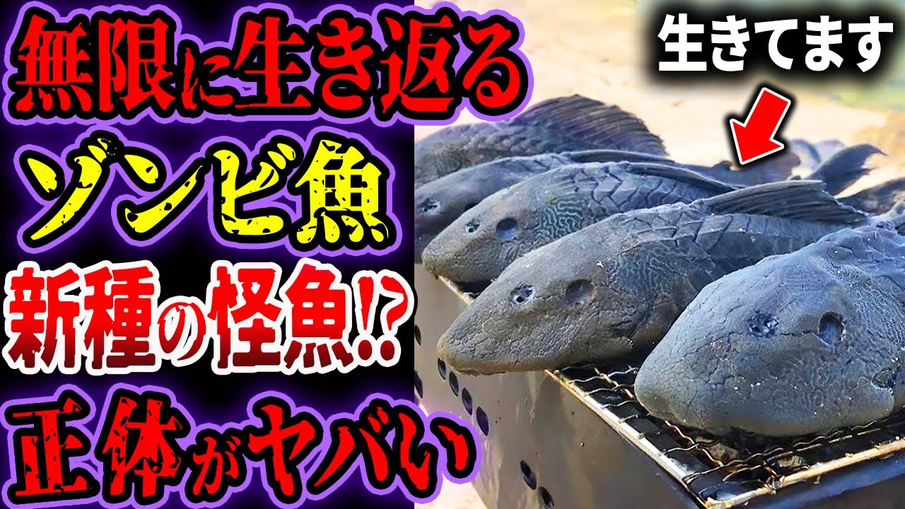 無限に生き返る...謎の「ゾンビ魚」を捕獲！？…日本を侵略して後悔した可哀想すぎる外来生物６選【ゆっくり解説】【怪魚】