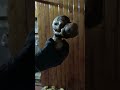 Картошка походит на ?