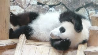 彩浜 ごろごろしている姿がかわいい もふもふ赤ちゃんパンダ Youtube