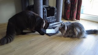 Maine coon cat reaction to crying birthday card! by Adventures of Luna and Marley 85 views 1 year ago 26 seconds