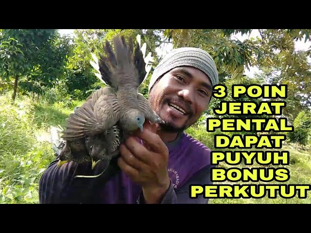 JERAT PENTAL DAPAT PERKUTUT  HARGA MAHAL class=