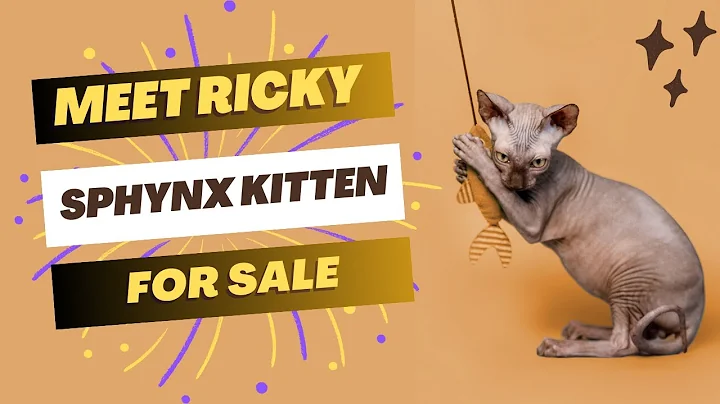 Video 4167491: purebred sphynx kitten, sphynx cattery, sphynx cat, adopt sphynx