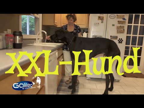Evne Somatisk celle Nervesammenbrud Biggest Dog in the world - Zeus I YouZoo - YouTube