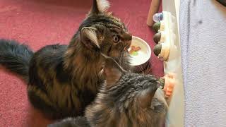 Beautiful cats are playing with catnip balls