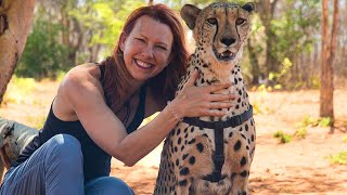 Walking with Cheetahs in Zambia!