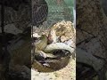 #fish #fishing #fishingtips #fishingvideo #fishinglife #fishingtrip #outdoors #fishfry #trout