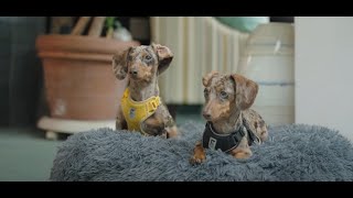 How Your Love Saves Lives Behind The Scenes Of Animal Rescues Bc Spca