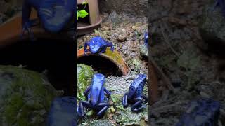 【アイゾメヤドクガエル】　アズレウス　Dendrobates tinctorius Tumucumaque / POISON DART FROG #shorts