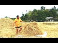 How to collect paddy straw for mushroom cultivation?// #paddystrawmushroom training.
