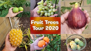 Fruit Tree Tour! ALL our Fruit Trees Garden Tour! California Backyard Orchard!