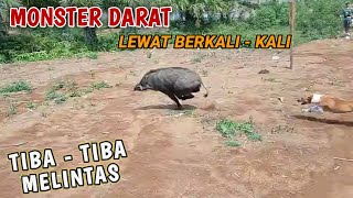 TEREKAM!! Inilah Momen Seru BERBURU BABI HUTAN !! #PorbiSumbar