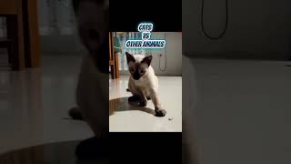 Cat Vs other Animals. Fearless Felines: Animals Be Warned.Tiny Cat, Giant Courage