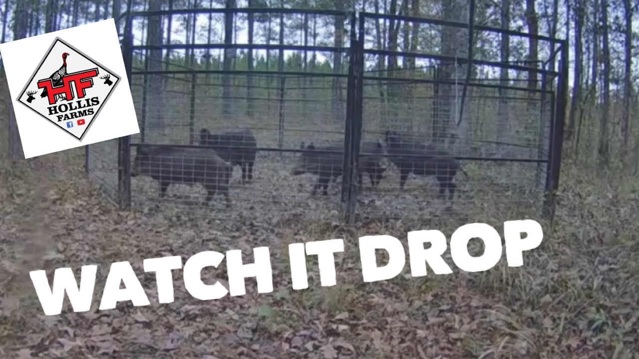WATCH IT DROP 🐗🐗🐗 Wild Hog Trapping
