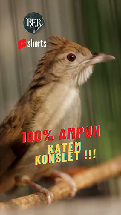 KATEM FULLL BREN ❗️ #masteranjernih #kicaumanianusantara #kicaumania #kapastembak