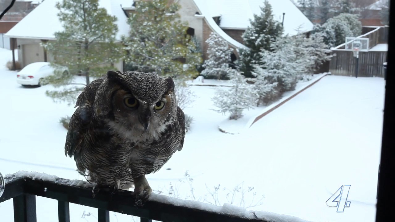 Oklahoma Owl Cam update Check in on what’s new with this beloved