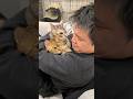 猫同士がケンカしてたので飼い主も参加してみたら。。。 #ベンガル #ルトロゼ #猫