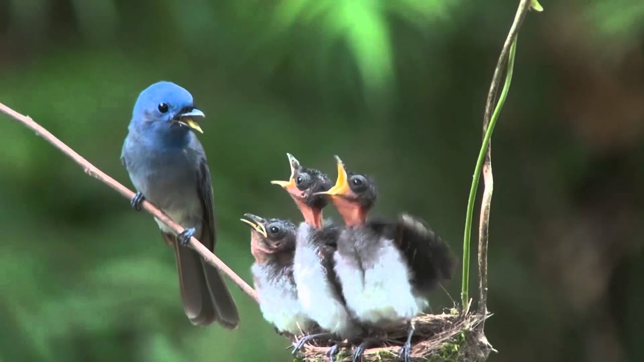 12 7 14 南投集集 黑枕藍鶲 雌鳥 育雛 Youtube