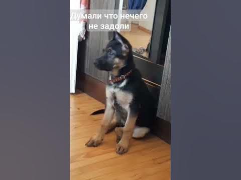 Мем с собакой - YouTube