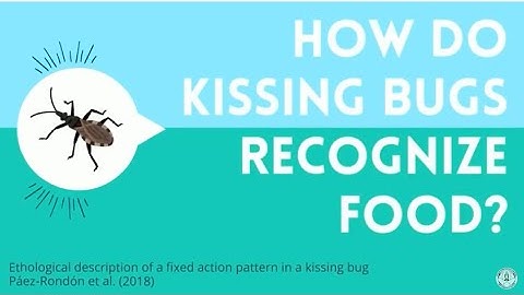 Ethological description of a fixed action pattern in a kissing bug (Triatominae)